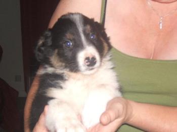 a picture of Ziggy my border collie puppy......... - A pic of Ziggy my border collie puppy.......................