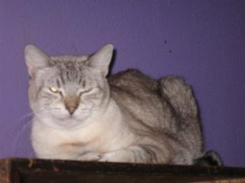Ronnie - our pretty girl Ronnie - our pretty girl