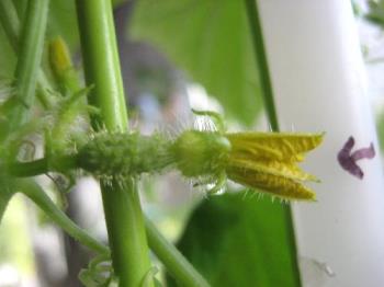 cucumber flower - Cannot pollinate it until if opens, but it will not stay open long... cucumber flower - Cannot pollinate it until if opens, but it will not stay open long...