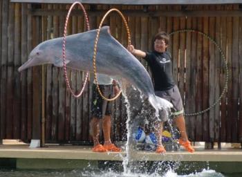 Dolphin Lagoon - It is one of the places where I used to have a great time with my family.I like the say the Singapore arrange everything with clock work precision.