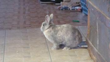 Heres Anabell - My rabbir Anabell she is a dwarf