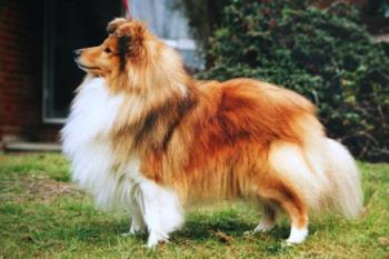 shadow - shetland sheepdog