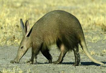 Adult Aardvark - Aardvarks live throughout Africa, south of the Sahara. Their name comes from South Africa&#039;s Afrikaans language and means "earth pig." A glimpse of the aardvark&#039;s body and long snout brings the pig to mind. On closer inspection, the aardvark appears to include other animal features as well. It boasts rabbitlike ears and a kangaroo tail—yet the aardvark is related to none of these animals.
