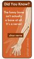 funny bone - a point on the elbow where the ulnar nerve passes near the surface; a sharp tingling sensation results when the nerve is knocked against the bone funny bone - a point on the elbow where the ulnar nerve passes near the surface; a sharp tingling sensation results when the nerve is knocked against the bone