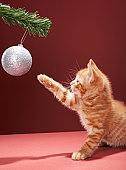 kitten - photo of Kitten playing with Christmas bauble on tree
