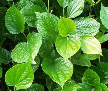 betel leaves - betel leaves for chewing