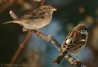 house sparrows - There are a lot of sparrows in our place. Some of the sparrows make their nests under our roofs. 