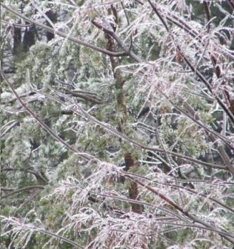 Pretty ice 'sculpture' - Here's one of our trees out back right now. It's still raining and still freezing on everything. I hope it stops soon before tree branches and wires start coming down!