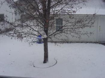 January Snow - This is the snow outside my home office window. I like to watch the birds eating at the feeder.