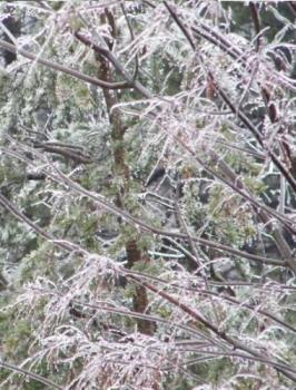 Ice-covered trees - This was taken yesterday when everything was covered in ice. It melted later in the day and we&#039;re now getting snow.