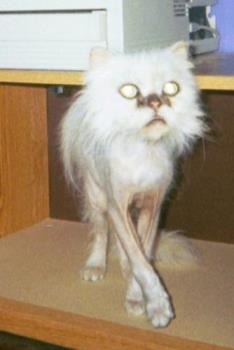 Bawb - he wasn't shaved, his hair fell out due to starvation, he was near death when rescued.