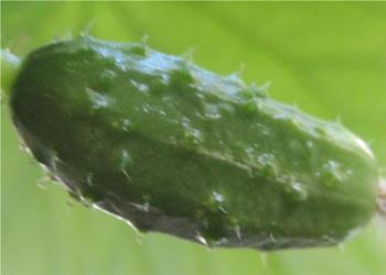 Cucumbers in January - Wahoo, it is growing! I have never grown one of these before, much less in the "dad of winter."