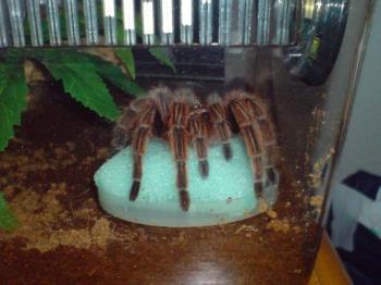 My beautiful tarantula Honey - guarding the water sponge, which is now gone and just a shallow dish in it&#039;s place.