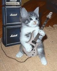 cat rocks! - CAts rock and they&#039;re the best pet.