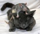 cat and mouse - a funny photo of cat and mouse