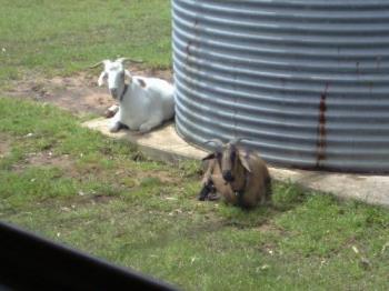Pickles and Tulip jus&#039; sittin&#039; around. - These are my lovely goats seen through my big living room window. Pickles is on the left, Tulip on the right. I love these goats of mine.