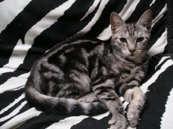 My Darling kitty Aura (r.i.p) - No one can deny 'Aura' is one of the cutest words ever when they see this picture of my little girl, r.i.p sweety. My Darling kitty Aura (r.i.p) - No one can deny 'Aura' is one of the cutest words ever when they see this picture of my little girl, r.i.p sweety.