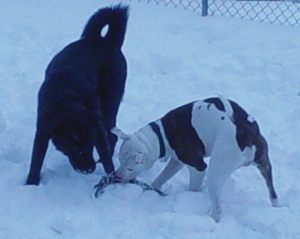 Kilo and Scrappy - playing with a rope bone in the snow a few winters ago