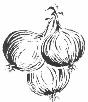 Onions - onions