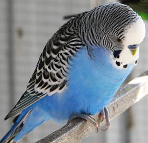 budgie - here is a budgie