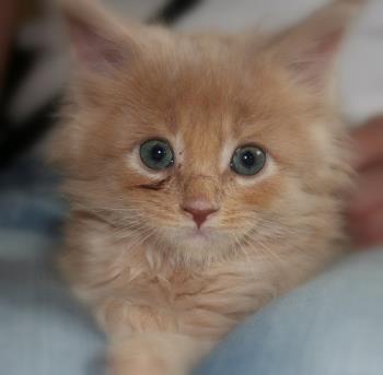 Cute kitten - Adorable kitten