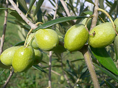 olives fruit - italian type - Do you eat olives?
isabella123 (92)	3 minutes ago

I know,what i am talking about!Well i&#039;m from montreal and there&#039;s a saying that if a girl likes olive she will swallow!lol do you think that&#039;s true or just a stupid thing to say? I think it&#039;s pretty stupid but it&#039;s also a little true!
	