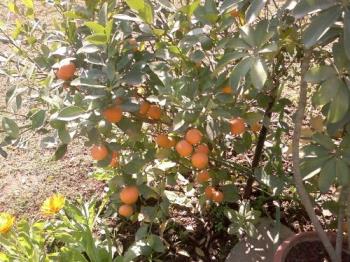Mini Oranges - A bonsai plant yielding tiny oranges. Want to taste some? :)