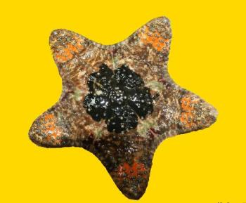 You are a star - Having gotten through all the hardships and heartache that your mother has thrown upon you has made you a star. May your light keep shining always You are a star - Having gotten through all the hardships and heartache that your mother has thrown upon you has made you a star. May your light keep shining always