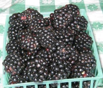 Blackberry - The blackberry fruit, very delicious!!!!