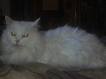 Turkish Angora - picture of my cat.