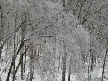 Ice Storm - Drooping trees after 10 inches of snow and 2 inhes of ice Ice Storm - Drooping trees after 10 inches of snow and 2 inhes of ice