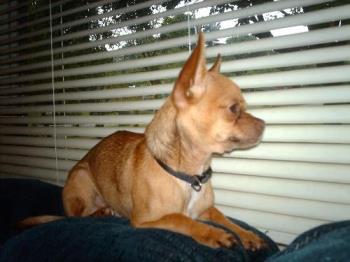Max eyeballing the pomeranian across the street - He&#039;s watching his arch enemy