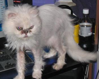 Bawb - with some hair.... Bawb - with some hair....