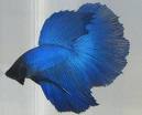 beta fish - beta fish is a kind of tropical fish. 