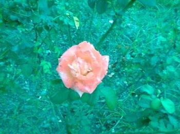 Flower - A rose is so beautiful that one has to admire it. 