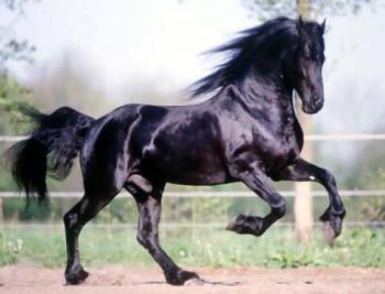 Friesian - A beautiful breed originating in the Netherlands, and much sought after during the Middle Ages as war horses.