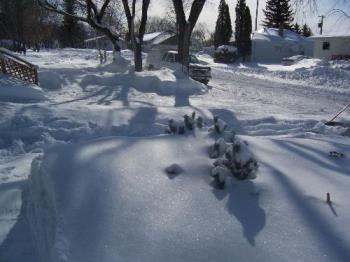 Typical winter in Manitoba - This is our street in winter. We get a lot of snow and blowy, cold weather. Having said that I still love the 4 seasons...and we do not have hurricanes, tornadoes or earthquakes...so I will glad opt for snow over those.


