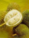 durian - the image of durian