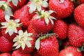 Strawberry Heaven - Strawberries in a bunch
