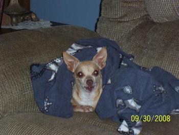 Here&#039;s my chihuahua - Peanut loves his blankets!