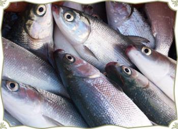 milkfish - kind of fish found in the Philippines