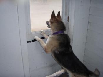 my dog comet - comet looking out he window