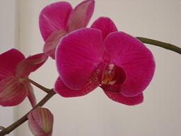 A beautiful orchid for you! - This is my orchid, a rescue from Walmart that was nearly dead. This is the second year I've had it and it is thriving!