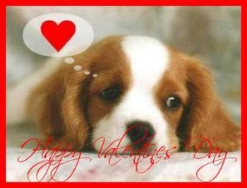 Happy Valentine's Day! - A cute lil Valentine Puppy! Happy Valentine's Day! - A cute lil Valentine Puppy!