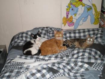 Three of my kitties - It's hard to downright impossible finding them all in the same spot (or at least within in the camera frame and angle), so I have this picture of just my three male cats. Hope you like it! Three of my kitties - It's hard to downright impossible finding them all in the same spot (or at least within in the camera frame and angle), so I have this picture of just my three male cats. Hope you like it!