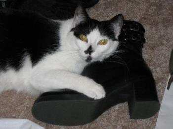 Carlye - Carlye checking out my new boots.