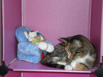 dj - My tortoise kitty loves to lie in my closet. My closet is made of cubicles in pink and black and I allways keep a couple of them empty because my cats love to sleep in them. Unfortunatly they don't see any difference between an empty cubicle and a cubicle with a couple of nice, tidy trousers in them. Which results in some heavily furred trousers which you can then wash again because you can't possibly wear them to work in that state :-P dj - My tortoise kitty loves to lie in my closet. My closet is made of cubicles in pink and black and I allways keep a couple of them empty because my cats love to sleep in them. Unfortunatly they don't see any difference between an empty cubicle and a cubicle with a couple of nice, tidy trousers in them. Which results in some heavily furred trousers which you can then wash again because you can't possibly wear them to work in that state :-P