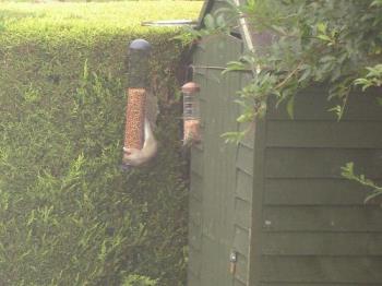 Squirrel On Bird Feeder - Caught wrapped around the aBird Feeder, our regular squirrel visitor.My G