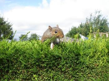 Squirrel Poised For Attack - "I dare you to come any closer, and I&#039;ll jump on your head!" lol.