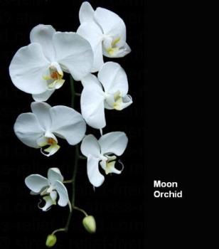 Moon Orchid - Moon orchid (Indonesian=anggrek bulan)